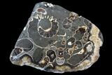 Polished Ammonite Fossil Slab - Marston Magna Marble #63819-1